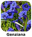 Genziana